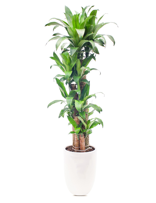 thi công cây xanh văn phòng cây thiết mộc lan